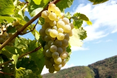 Rieslingtraube