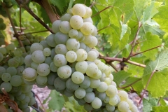 Rieslingtraube2